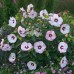 Hibiscus moscheutos Summerific Cheescake C3